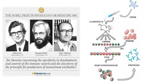 高效抗体发现-达普生物COMET高通量筛选平台