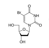 Exalpha Biologicals品牌BrdU细胞增殖活性检测试剂盒
