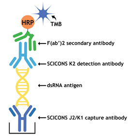Absolute Biotech重新推出:SCICONS™dsRNA抗体&ELISA Kits