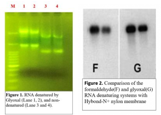 40%去离子乙二醛溶液 Deionized Glyoxal SolutionTBS6023