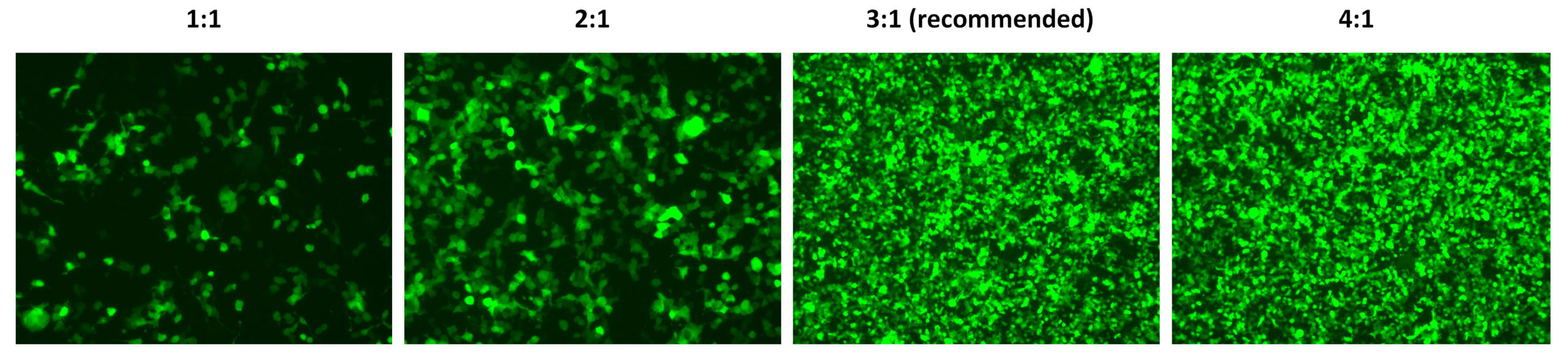 trans-Hi–体外转染试剂（Trans-Hi&trade; – In vitro Transfection F90101TH