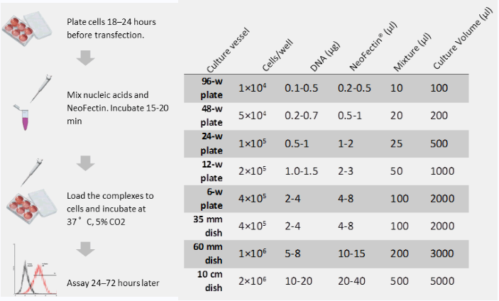 NeoFectin 一步转染试剂NF0010