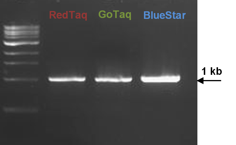 mclab  2X BlueStar&trade; PCR 预混液