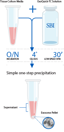 ExoQuick-TC试剂盒现货EXOTC10A-1/EXOTC50A-1