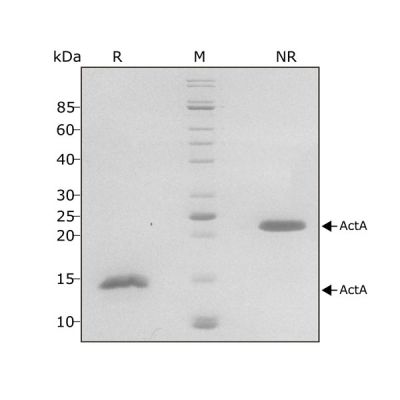 Qkine重组激活素 A 蛋白Qk001