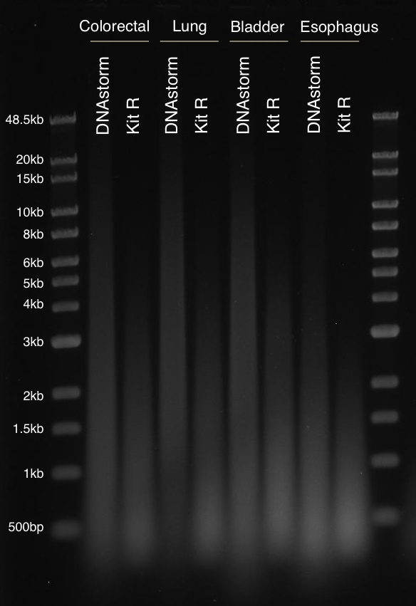 CELLDATA DNAstorm™ FFPE 提取试剂盒CD502/CD202