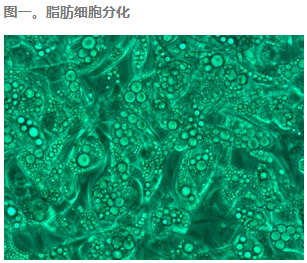 Tribo&trade; Adipocyte Differentiation CocktailTBS8017