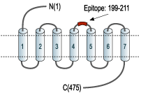 防D-D5多巴胺受体（细胞外）抗体ADR-005