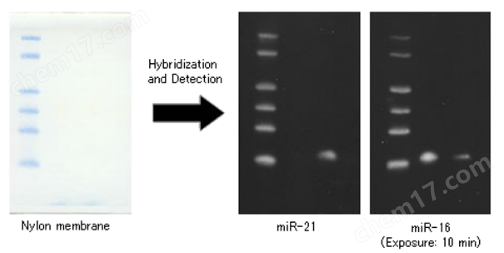 diagnocine：DIG Labeled Blue Color Marker for SmallFNK-DM270