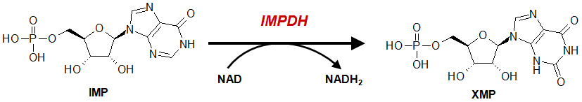 novocib：肌苷 5'-单磷酸脱氢酶，2 型E-Nov1