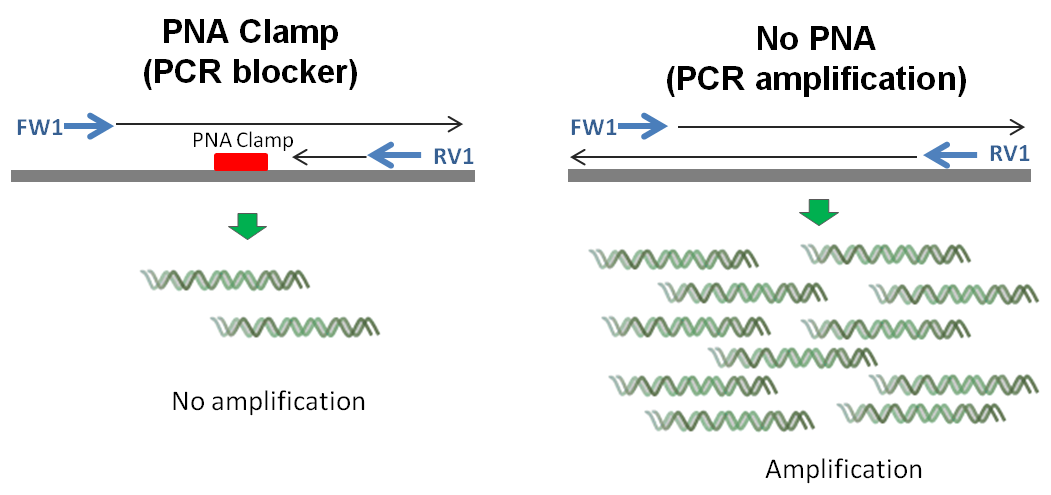 pnabio PCR 阻断剂