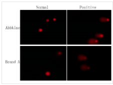 Abbkine Comet Assay 试剂盒（3孔载玻片）KTA3040