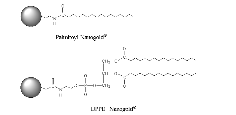 nanoprobes 金脂质偶联物