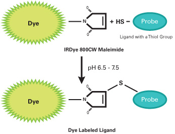 IRDye&#174; 800CW Maleimide929-70021/929-80021