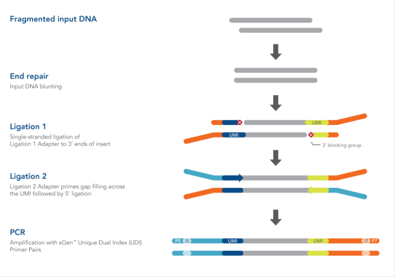 xGen&trade; cfDNA &amp; FFPE DNA 文库制备试剂盒产品详情