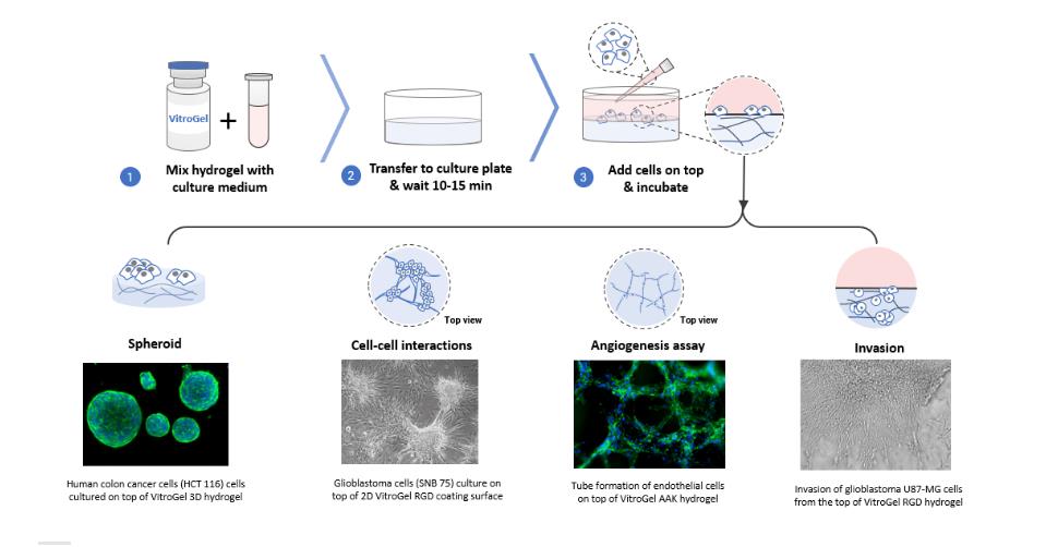 VitroGel 水凝胶的多种 3D 细胞培养方法和应用