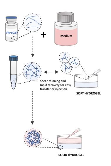 VitroGel 水凝胶中的胶凝作用如何发挥作用？