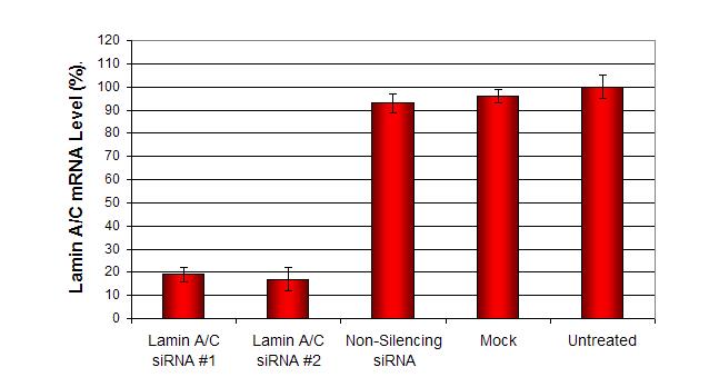 转染试剂的比较：siRNA 和 DNA