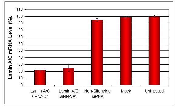 转染试剂的比较：siRNA 和 DNA