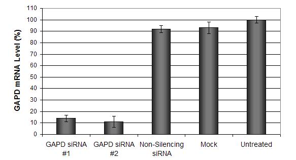 转染试剂的比较：siRNA 和 DNA