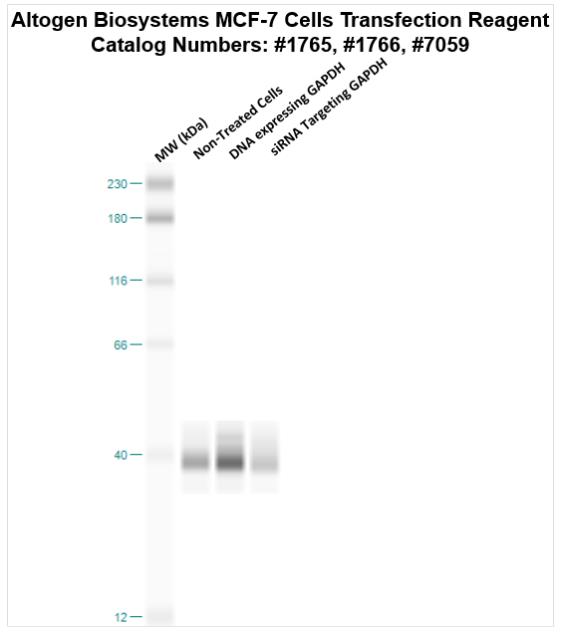 转染试剂的比较：siRNA 和 DNA