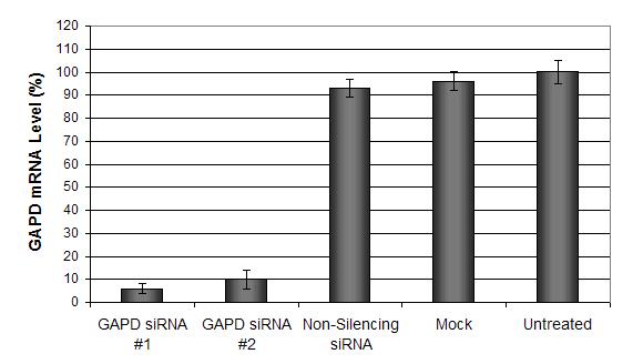 转染试剂的比较：siRNA 和 DNA