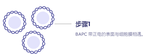 支链两亲性肽胶囊 （BAPC）详细介绍