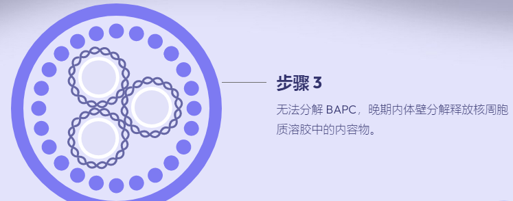 支链两亲性肽胶囊 （BAPC）详细介绍