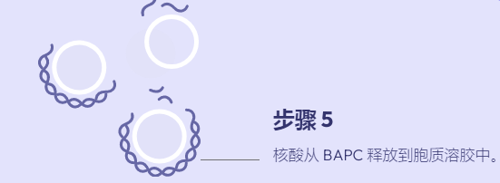 支链两亲性肽胶囊 （BAPC）详细介绍