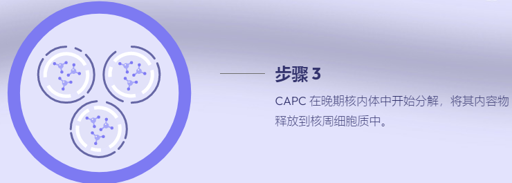 封堵两亲性肽胶体（CAPC&trade;️）详细介绍