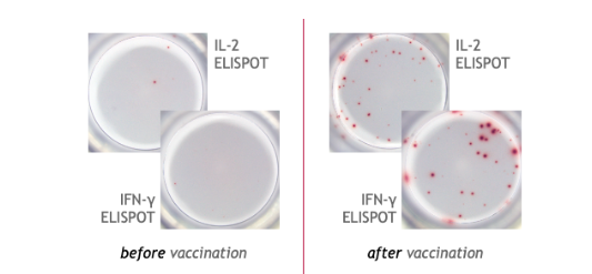 T 细胞 ELISPOT 测定法检测分泌细胞的细胞因子