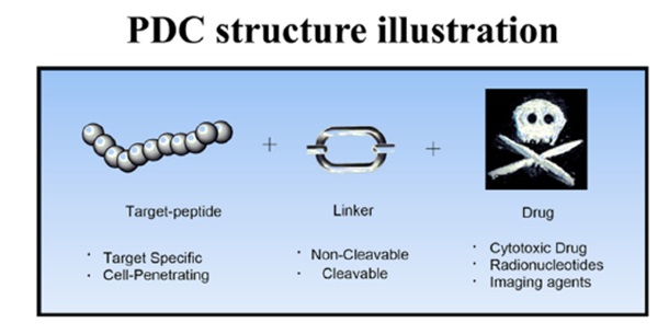 肽-药物偶联物（PDC）：发展现状及研究进展
