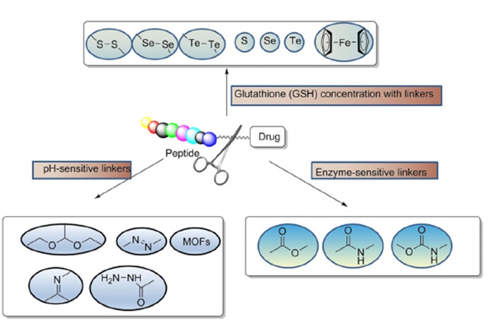 肽-药物偶联物（PDC）：发展现状及研究进展