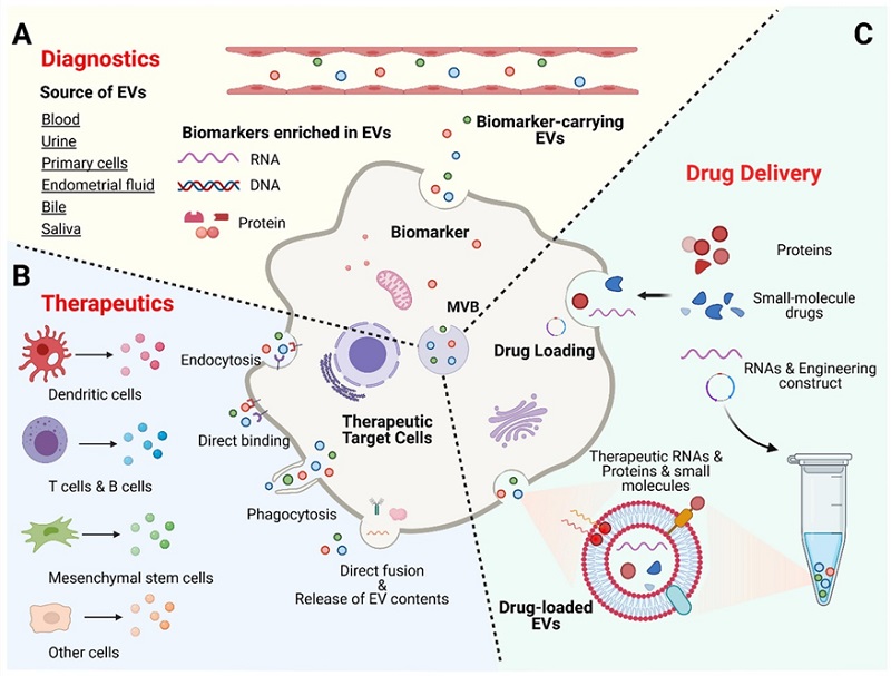 药物输送系统：外泌体 &amp; 脂质体