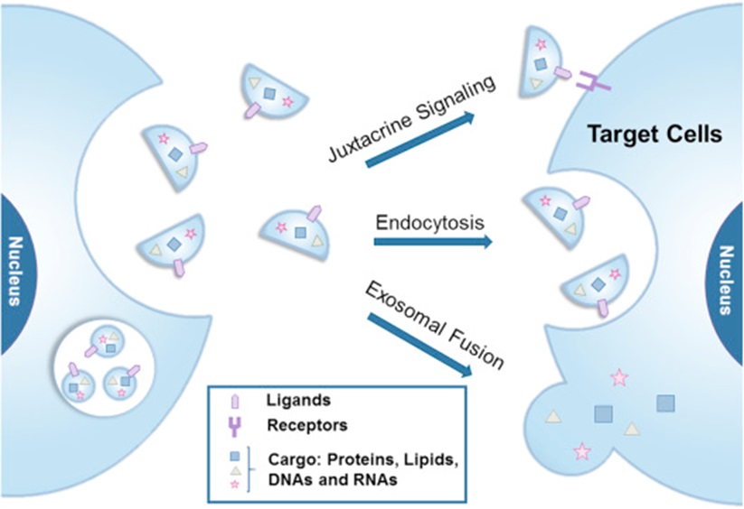 药物输送系统：外泌体 &amp; 脂质体
