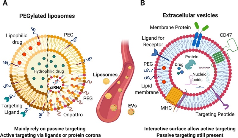 药物输送系统：外泌体 &amp; 脂质体