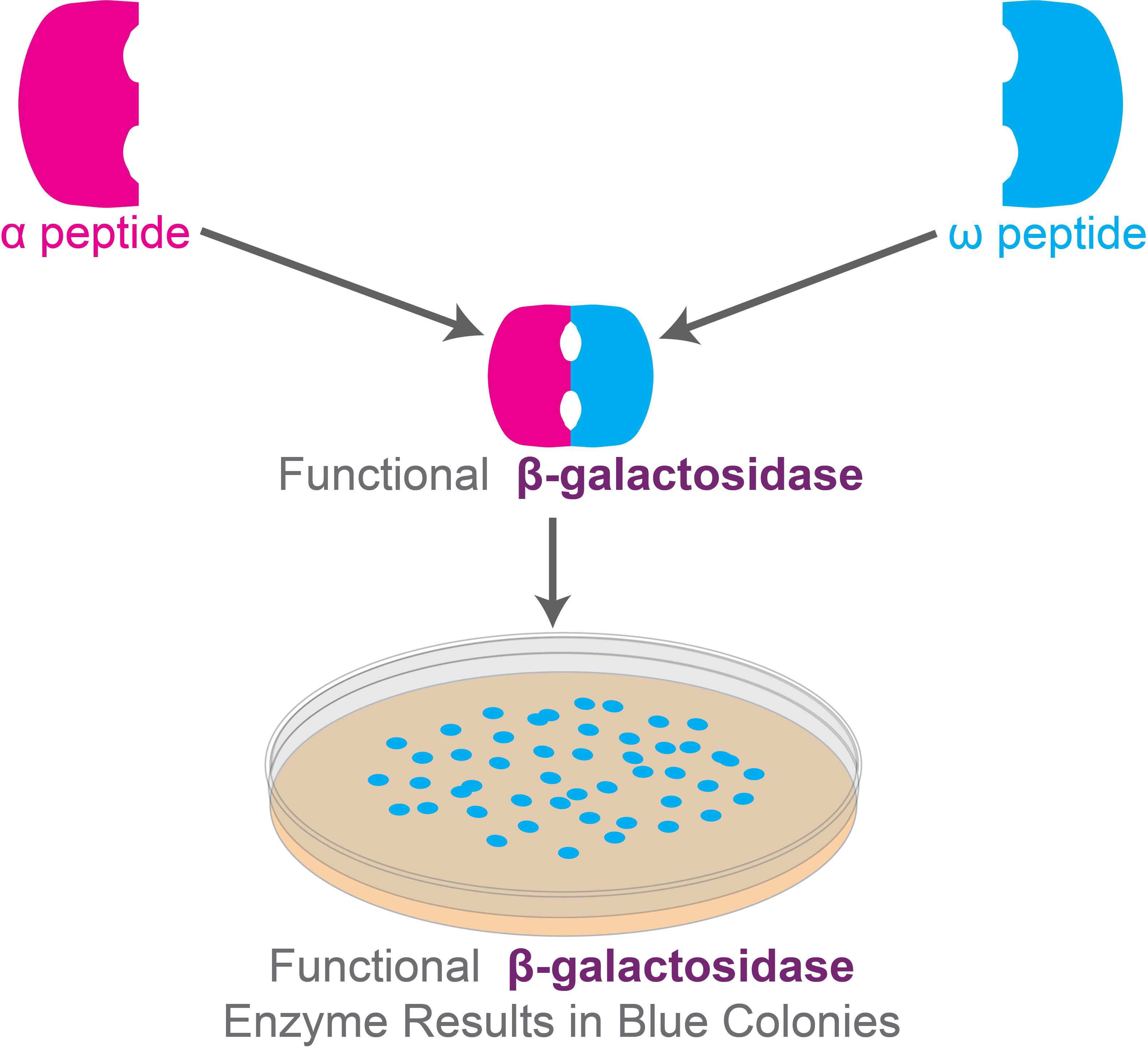 因克隆中的差异培养基是什么以及它如何工作