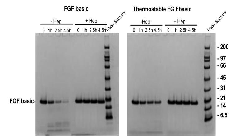 用于干细胞培养的耐热 FGF2介绍