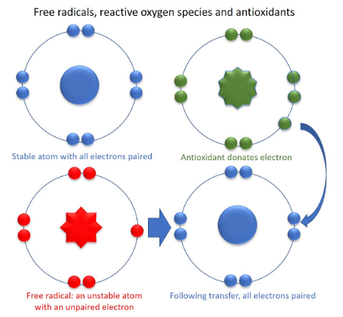 自由基与活性氧的区别
