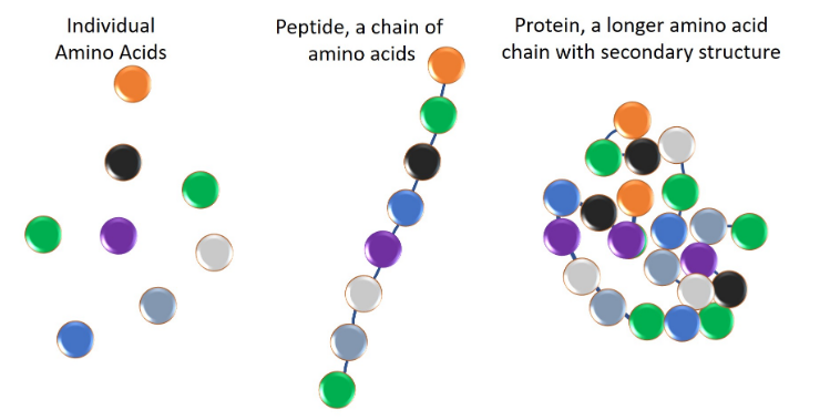肽和蛋白质的区别