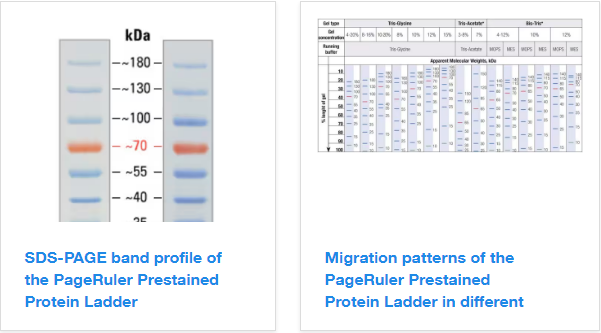 Page试剂：Ruler&trade; 预染蛋白分子量标准，10 至 180 kDa简介