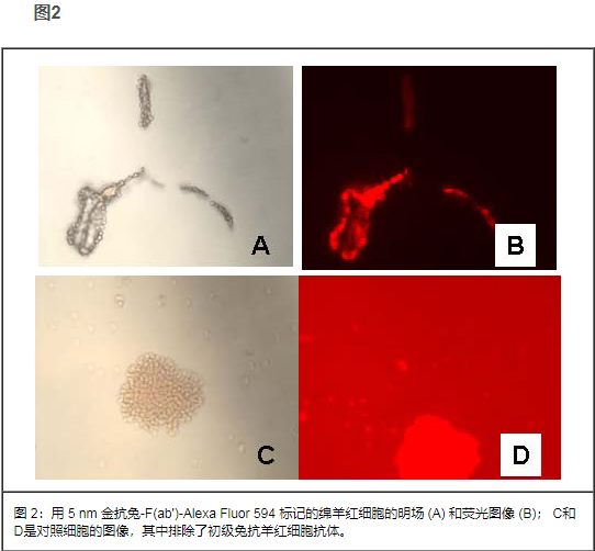 Nanoprobes 产品应用