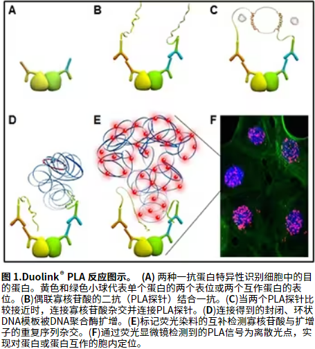 PLA的工作原理