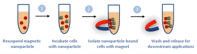 用于细胞分离和检测的MagVigen&trade;