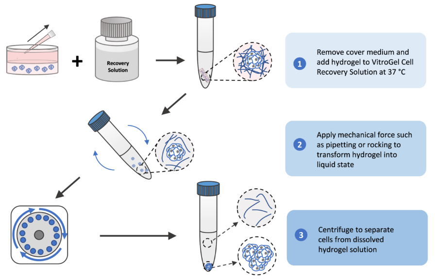 3D 和 2D 细胞采集 – VitroGel 中细胞采集的工作原理