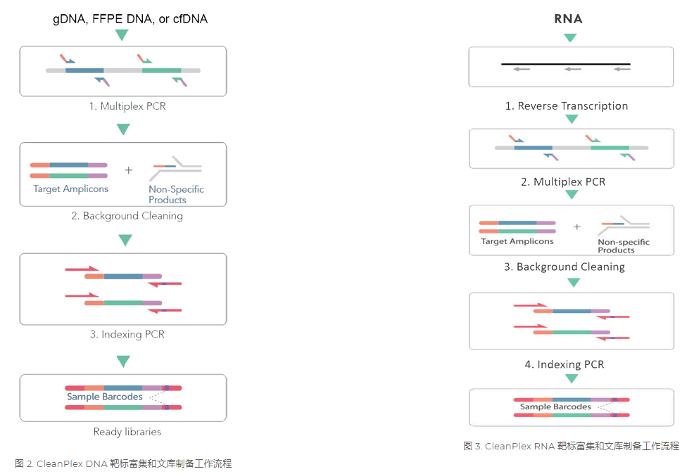 用于 DNA 和 RNA 测序的 CleanPlex 扩增子测序