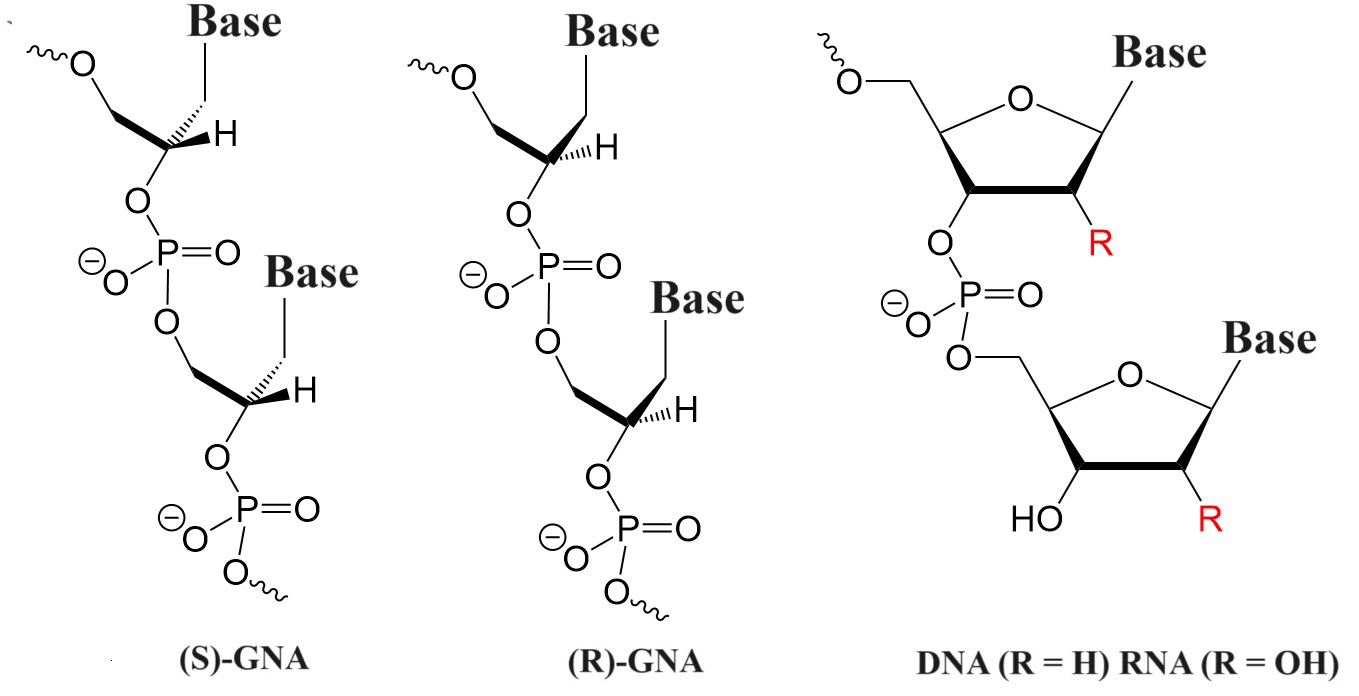 乙二醇核酸（GNA）及其应用