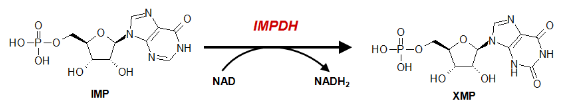 novocib:肌苷单磷酸脱氢酶（IMPDH 酶）概述