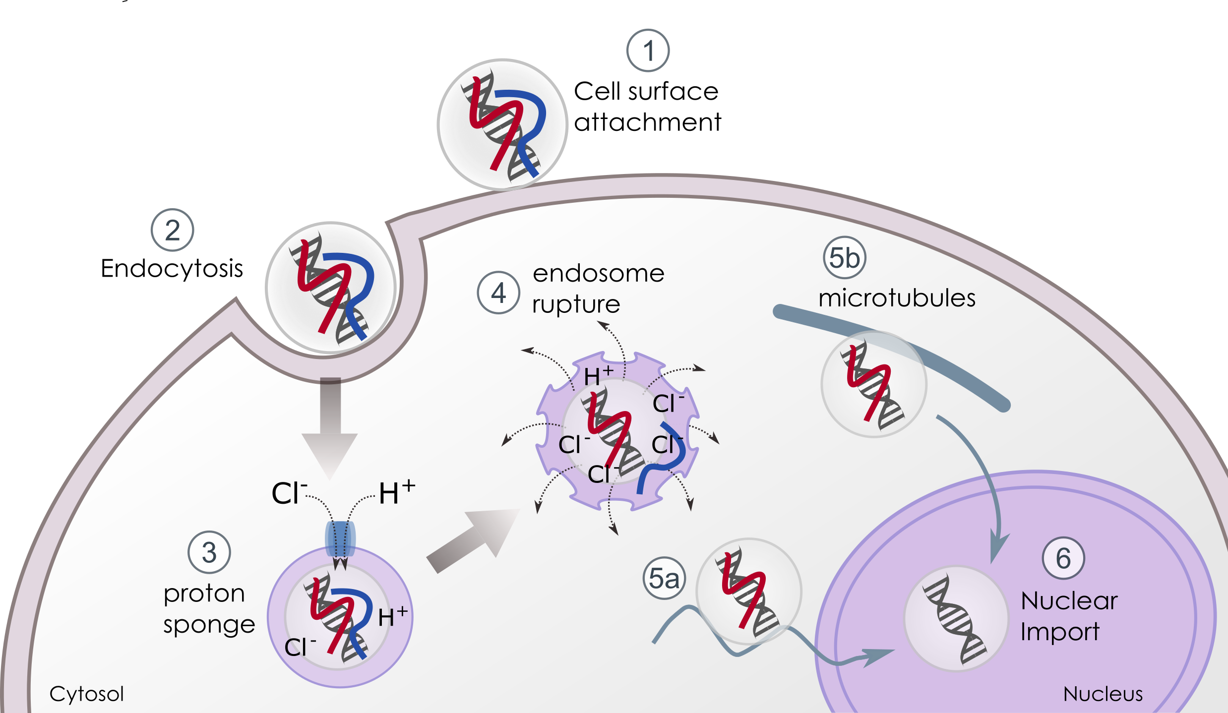 ozbiosciences：CHAMP技术简述