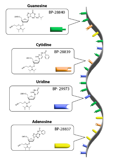 RNAi 研究中的修饰亚磷酰胺的作用